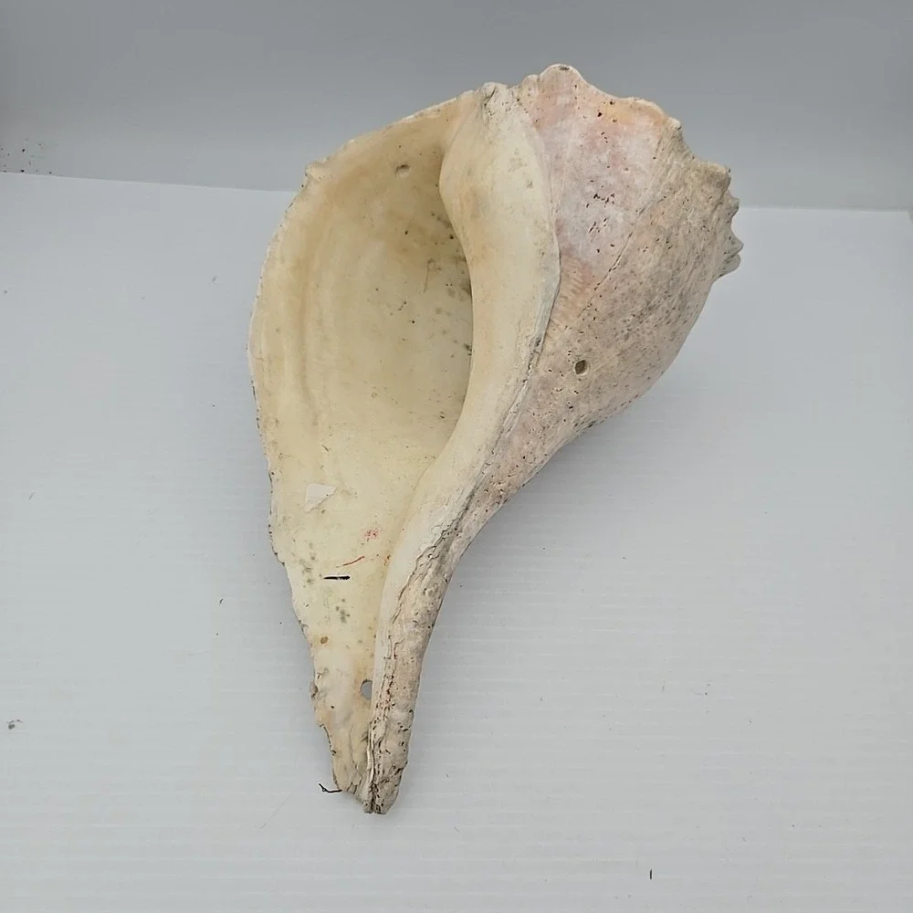 Large Lightning Whelk 10